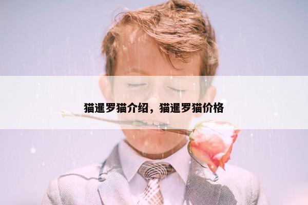 猫暹罗猫介绍，猫暹罗猫价格