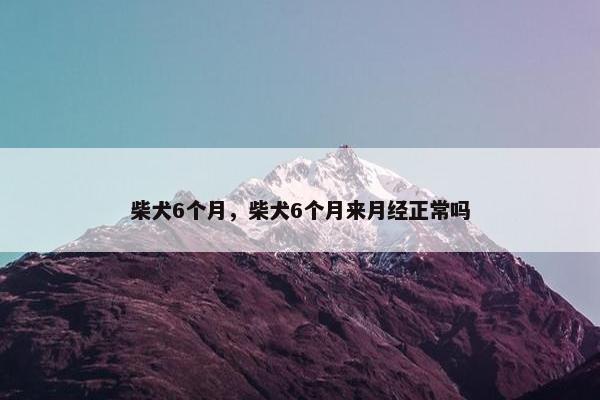 柴犬6个月，柴犬6个月来月经正常吗
