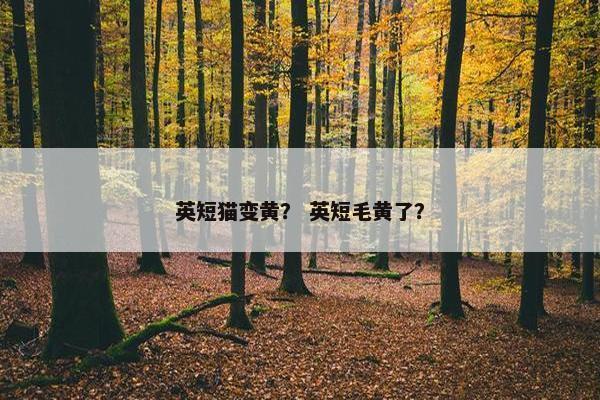 英短猫变黄？ 英短毛黄了？