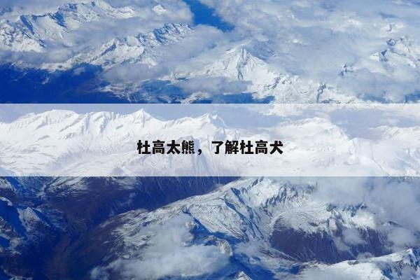 杜高太熊，了解杜高犬