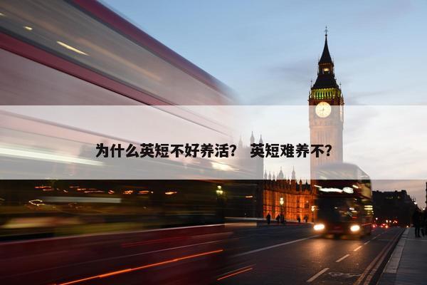 为什么英短不好养活？ 英短难养不？