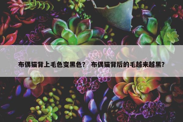 布偶猫背上毛色变黑色？ 布偶猫背后的毛越来越黑？