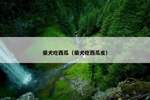 柴犬吃西瓜（柴犬吃西瓜皮）