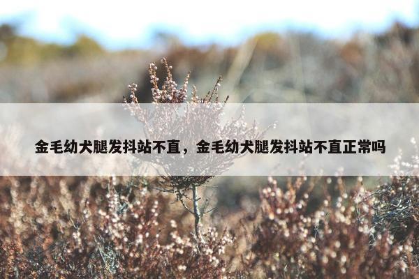 金毛幼犬腿发抖站不直，金毛幼犬腿发抖站不直正常吗