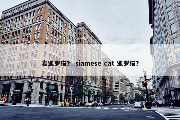 麦暹罗猫？ siamese cat 暹罗猫？