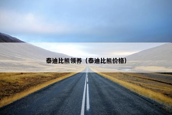 泰迪比熊领养（泰迪比熊价格）