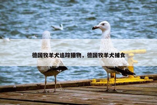 德国牧羊犬追踪猎物，德国牧羊犬捕食