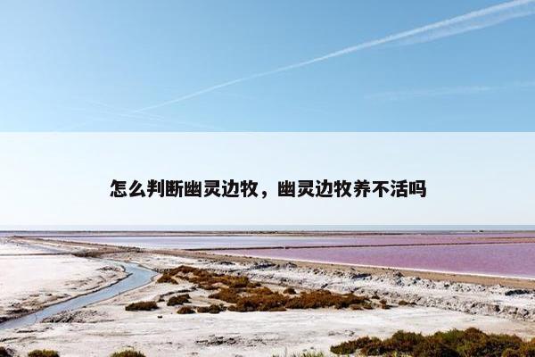 怎么判断幽灵边牧，幽灵边牧养不活吗