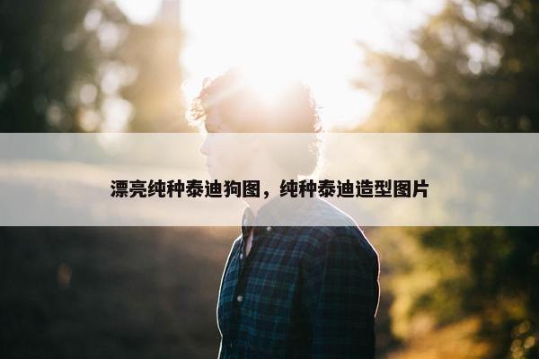 漂亮纯种泰迪狗图，纯种泰迪造型图片