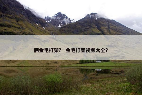 俩金毛打架？ 金毛打架视频大全？