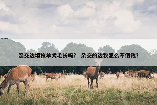 杂交边境牧羊犬毛长吗？ 杂交的边牧怎么不值钱？