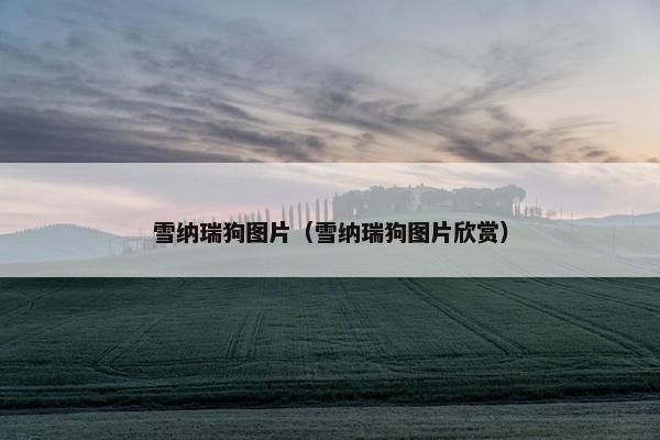 雪纳瑞狗图片（雪纳瑞狗图片欣赏）