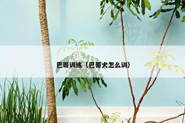 巴哥训练（巴哥犬怎么训）
