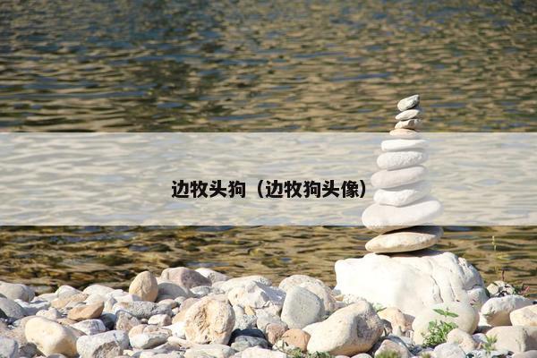 边牧头狗（边牧狗头像）
