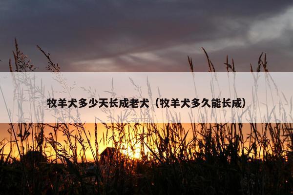牧羊犬多少天长成老犬（牧羊犬多久能长成）