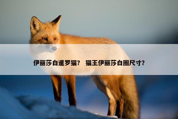 伊丽莎白暹罗猫？ 猫王伊丽莎白圈尺寸？