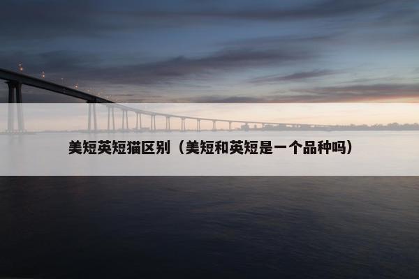 美短英短猫区别（美短和英短是一个品种吗）