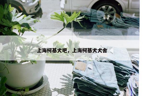 上海柯基犬吧，上海柯基犬犬舍