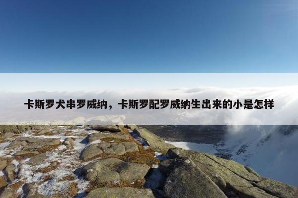 卡斯罗犬串罗威纳，卡斯罗配罗威纳生出来的小是怎样