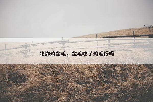 吃炸鸡金毛，金毛吃了鸡毛行吗