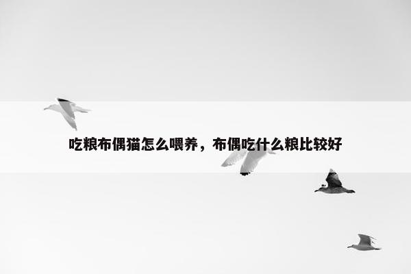 吃粮布偶猫怎么喂养，布偶吃什么粮比较好