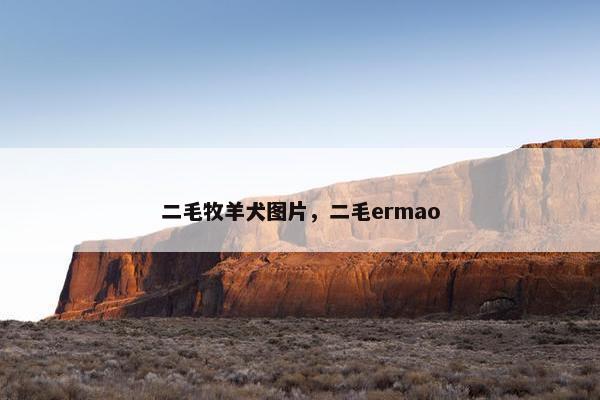 二毛牧羊犬图片，二毛ermao