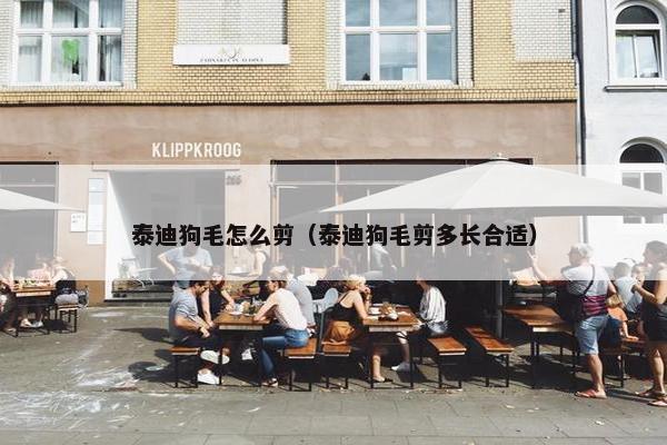 泰迪狗毛怎么剪（泰迪狗毛剪多长合适）