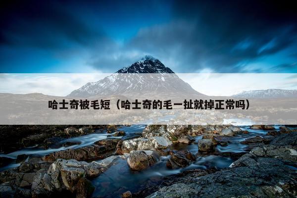 哈士奇被毛短（哈士奇的毛一扯就掉正常吗）