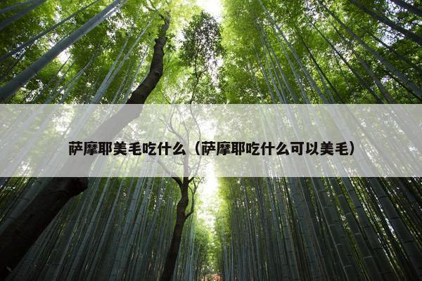 萨摩耶美毛吃什么（萨摩耶吃什么可以美毛）