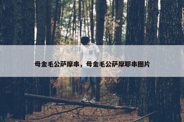 母金毛公萨摩串，母金毛公萨摩耶串图片