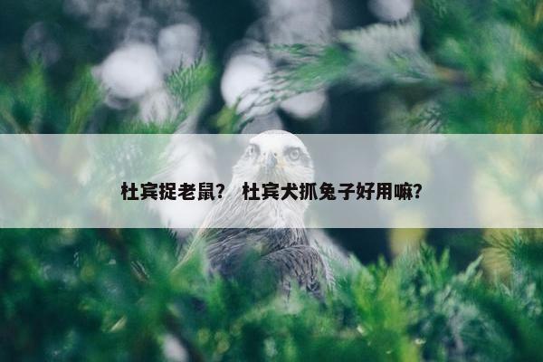 杜宾捉老鼠？ 杜宾犬抓兔子好用嘛？