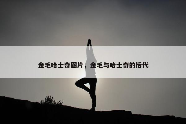 金毛哈士奇图片，金毛与哈士奇的后代