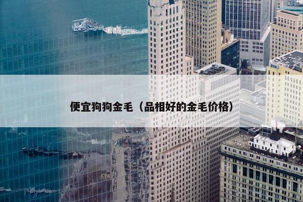 便宜狗狗金毛（品相好的金毛价格）