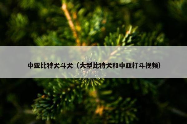 中亚比特犬斗犬（大型比特犬和中亚打斗视频）