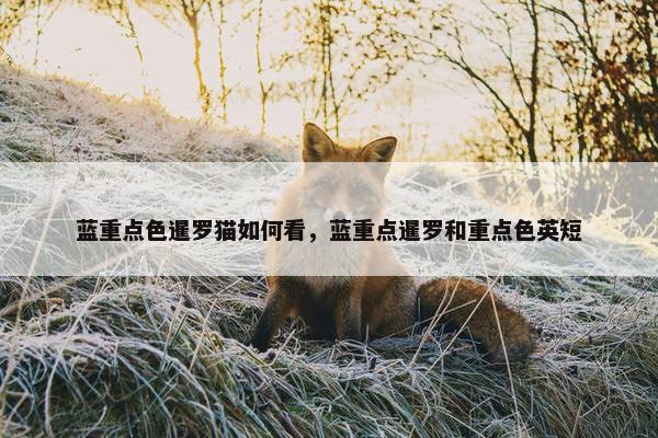 蓝重点色暹罗猫如何看，蓝重点暹罗和重点色英短