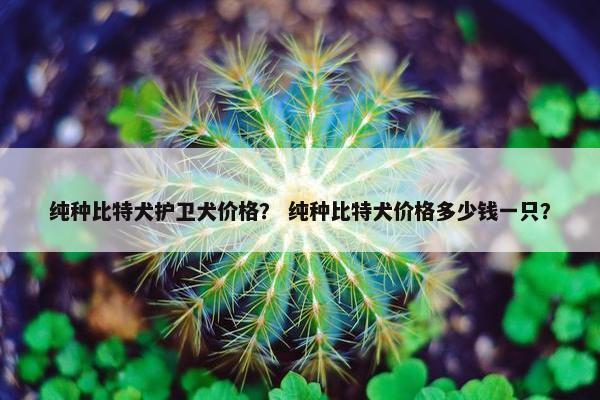 纯种比特犬护卫犬价格？ 纯种比特犬价格多少钱一只？