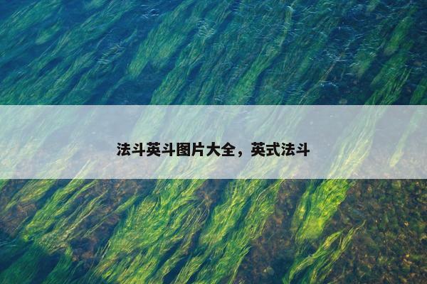 法斗英斗图片大全，英式法斗