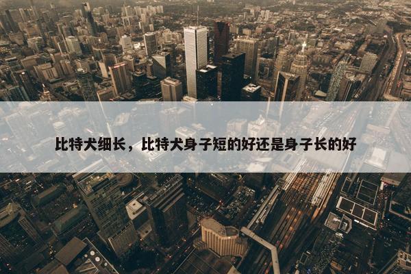 比特犬细长，比特犬身子短的好还是身子长的好