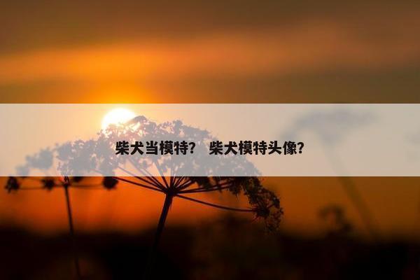 柴犬当模特？ 柴犬模特头像？