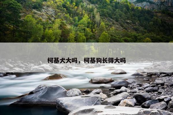 柯基犬大吗，柯基狗长得大吗