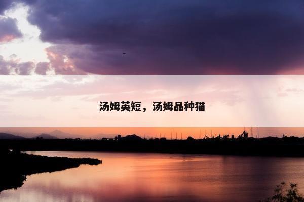 汤姆英短，汤姆品种猫