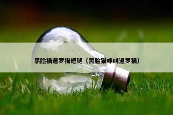 黑脸猫暹罗猫短腿（黑脸猫咪叫暹罗猫）
