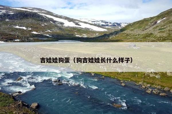 吉娃娃狗蛋（狗吉娃娃长什么样子）