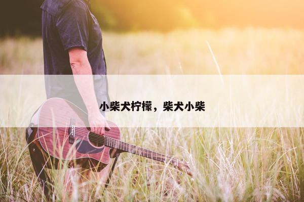 小柴犬柠檬，柴犬小柴