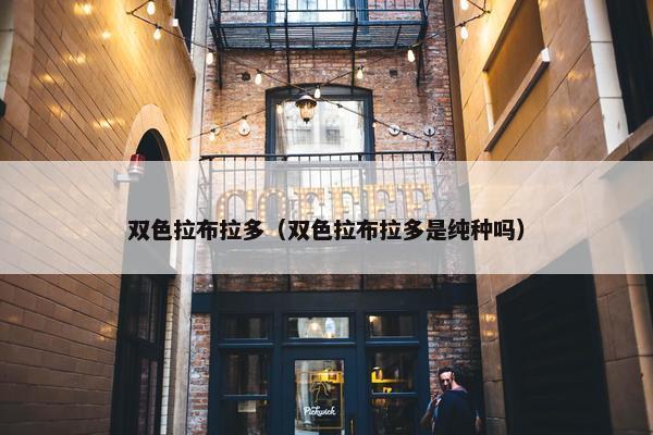 双色拉布拉多（双色拉布拉多是纯种吗）