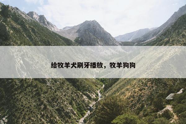 给牧羊犬刷牙播放，牧羊狗狗