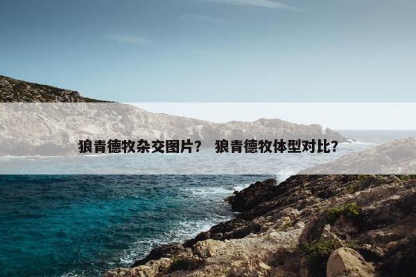 狼青德牧杂交图片？ 狼青德牧体型对比？