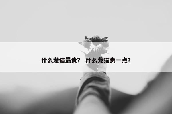 什么龙猫最贵？ 什么龙猫贵一点？