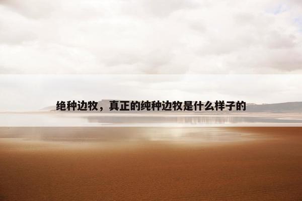 绝种边牧，真正的纯种边牧是什么样子的