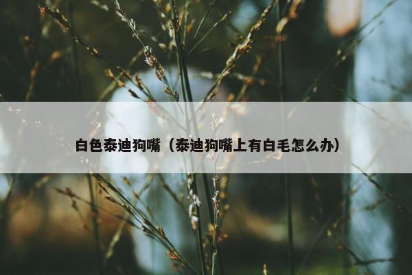 白色泰迪狗嘴（泰迪狗嘴上有白毛怎么办）